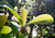 Arbuste à maté (Ilex Paraguensis) poussant dans une agro-forêt au brésil dans la région du Parana.u